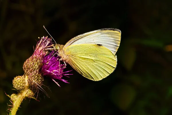 Внимательный Взгляд Белую Бабочку Естественной Среде Обитания Красочных Растениях — стоковое фото