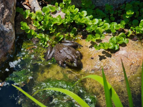 堪萨斯州托皮卡动物园养护中心日本花园的一只青蛙 — 图库照片