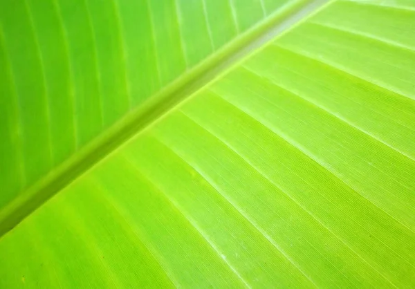 Egy Közeli Felvétel Banánzöld Levélről — Stock Fotó