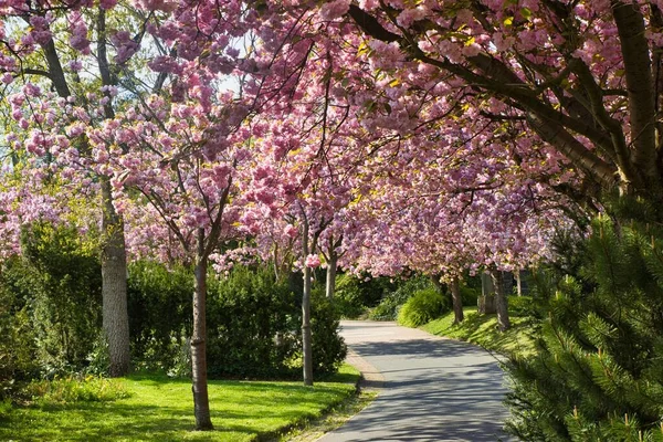 Bloeiende Kersenbomen Het Park — Stockfoto