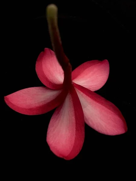 Červená Frangipani Květina Černém Pozadí — Stock fotografie