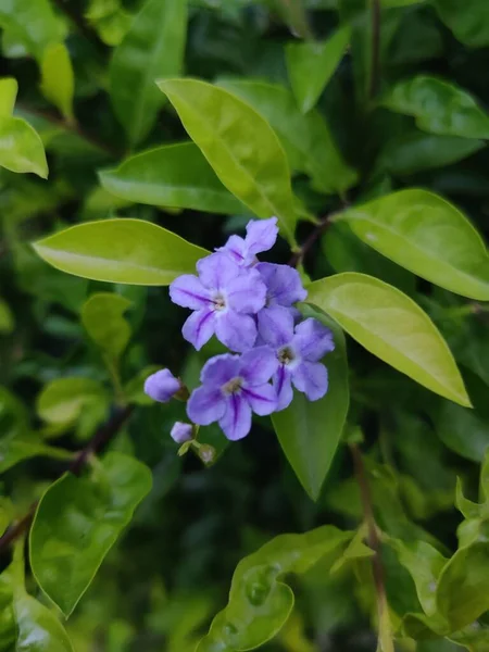 Vertical Shot Purple Duranta Erecta Flowers Green Leaves Forest — Stock Photo, Image