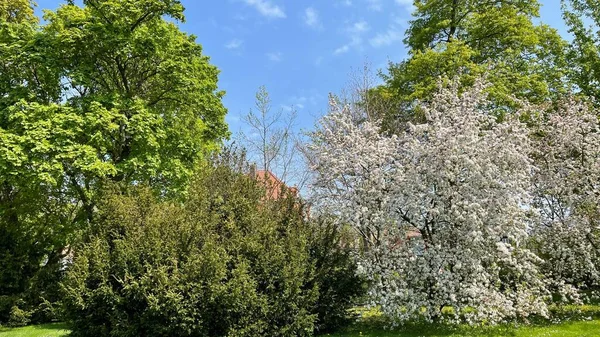 Güneşli Bir Günde Güzel Bir Elma Ağacı — Stok fotoğraf