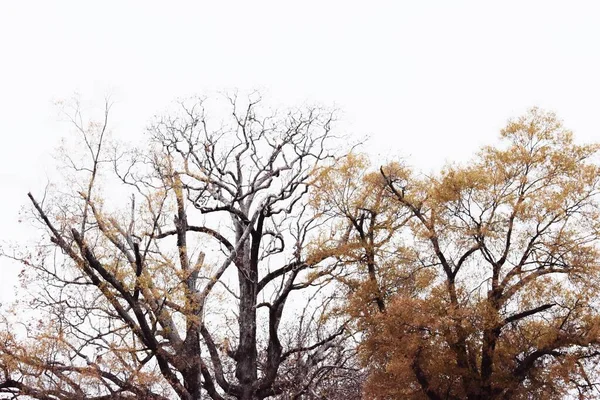 Гарний Знімок Двох Дубових Дерев Під Світлим Небом — стокове фото
