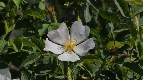 Uma Flor Rosa Mosqueta Branca Jardim — Fotografia de Stock