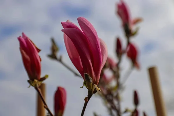 Крупный План Розовых Цветов Лилии Магнолии Голубом Фоне Неба — стоковое фото