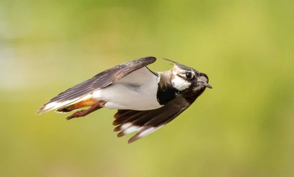 Una Hermosa Toma Lapwing Del Norte Que Eleva Sobre Fondo —  Fotos de Stock