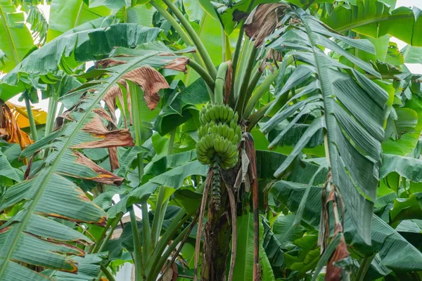 Photo Naturally Grown Organic Banana Palm Tree Tropical Island Sri — Stock Photo, Image