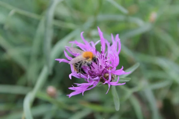 Närbild Fluffig Humla Som Samlar Pollen Från Lila Blomma — Stockfoto