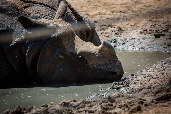 Gros Plan Rhinocéros Rhinocéros Posé Sur Côté Dans Une Flaque — Photo