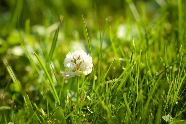 Primer Plano Una Flor Trébol Trifolium Prado —  Fotos de Stock