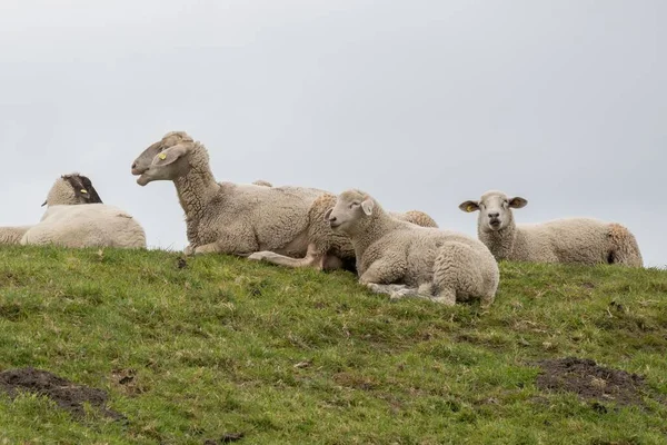 緑の畑に羊の群れが休んでいる — ストック写真