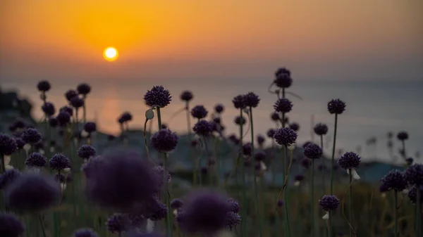 Puesta Sol Las Islas Tremiti Entre Acantilados Flores Ajo Silvestre — Foto de Stock