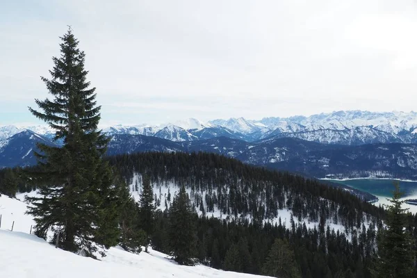 Beautiful Jochberg Mountain Range Germany Snowy Edges Pine Tree Forest — Stock Photo, Image