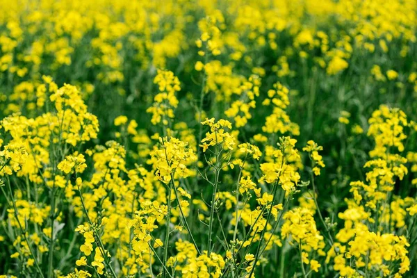 Campo Flores Colza Amarela Dia Ensolarado — Fotografia de Stock