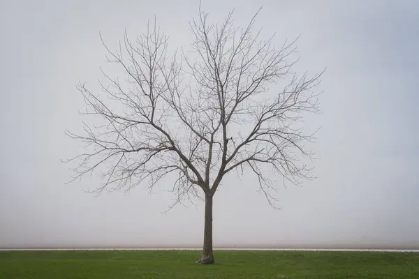 Uma Única Árvore Com Folhas Nuas Parque Contra Fundo Nebuloso — Fotografia de Stock