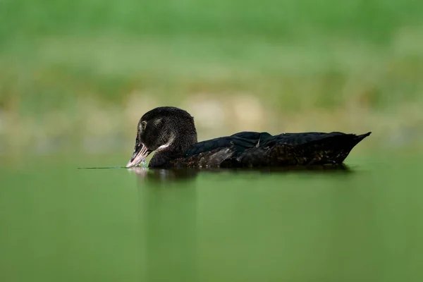 Adorável Pato Moscovo Nadando Água Potável Lagoa Fundo Verde Borrão — Fotografia de Stock