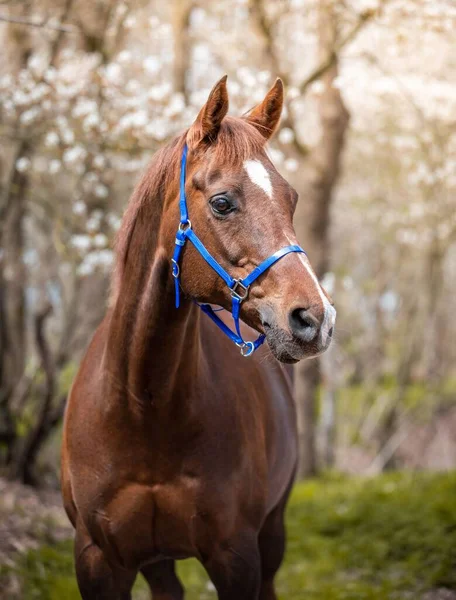 Een Ondiepe Focus Shot Van Kastanje Merrie Paard Met Hoofdstel — Stockfoto
