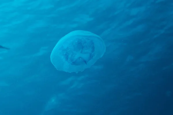 一只水母游向水面的特写镜头 — 图库照片