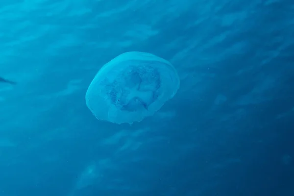 Gros Plan Une Méduse Nageant Vers Surface Eau — Photo