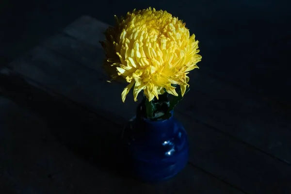 Close Uma Flor Amarela Vaso Azul Contra Fundo Preto — Fotografia de Stock