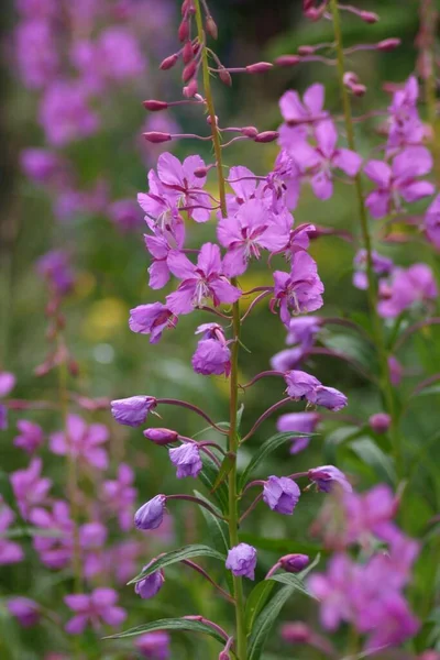 Colpo Verticale Fiore Campo Viola Con Piante Sfocate All Orizzonte — Foto Stock