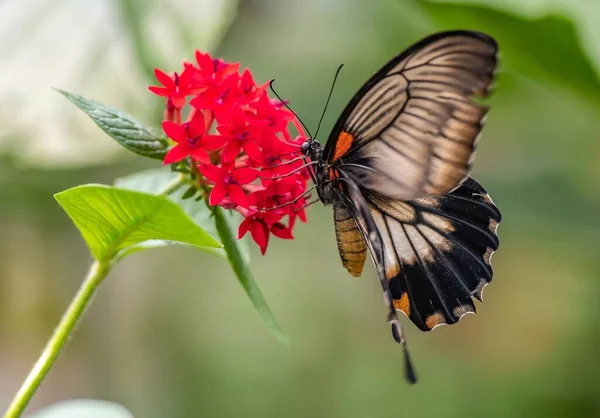 Eine Nahaufnahme Eines Schönen Schmetterlings Auf Einer Roten Geranienblüte — Stockfoto