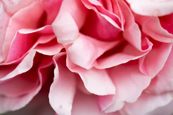 Closeup Shot Detail Shiny Pink Rose — Stock Photo, Image