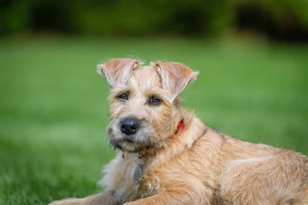 A portrait of a Soft-coated Wheaten Terrier sitting on a grass