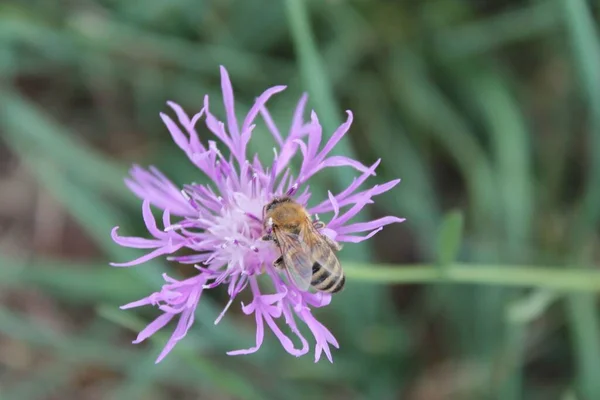 Närbild Ett Honungsbi Som Samlar Pollen Från Lila Blomma — Stockfoto