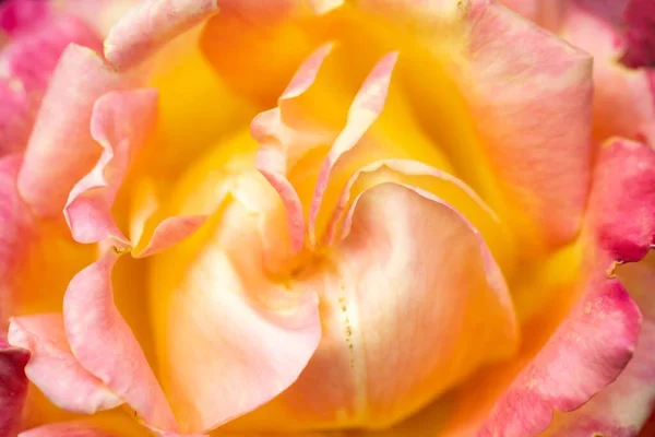 Makroaufnahme Von Blütenblättern Einer Gelben Rose — Stockfoto