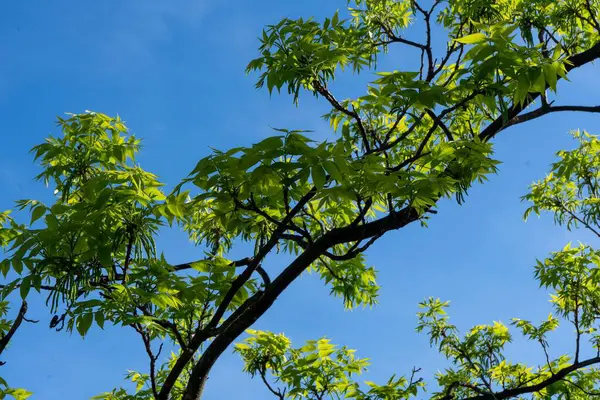 清澈的天空背景下新鲜绿叶的枝条 — 图库照片