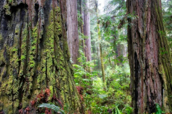 Een Bos Met Sequoia Bedekt Met Mos Californië Overdag — Stockfoto