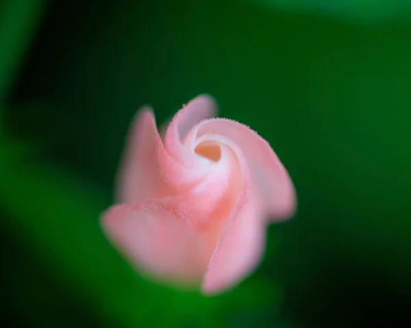 Yeşil Yapraklı Arka Planda Pembe Bir Güle Yakın Çekim — Stok fotoğraf