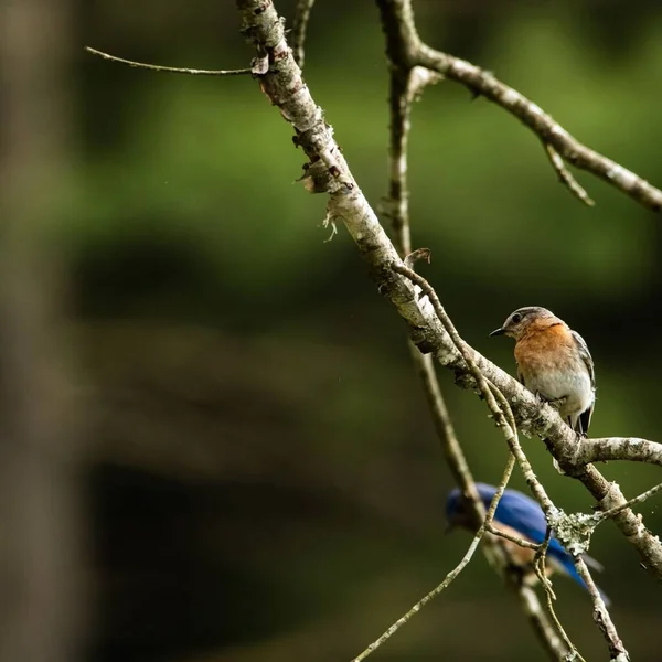 Ένα Κοντινό Πλάνο Ενός Ανατολικού Bluebird Κλαδί Δέντρου Θολή Πράσινο — Φωτογραφία Αρχείου