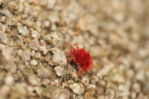 Sebuah Foto Close Dari Kepiting Beludru Merah Kecil Merangkak Bebatuan — Stok Foto