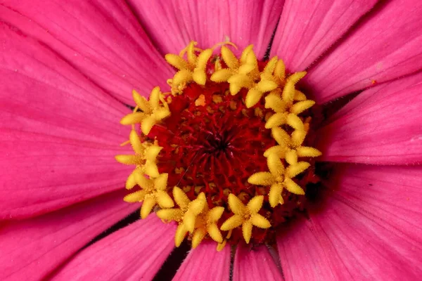 Closeup Pistil Pink Daisy Flower — Stock Photo, Image