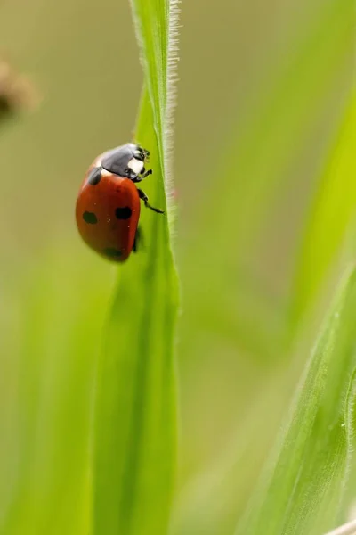Closeup View Red Ladybug Green Leaf — Stock Photo, Image