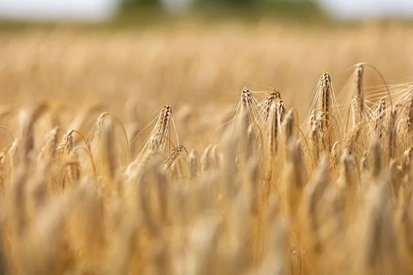 前景と背景がぼやけた金色の大麦のスパイクのクローズアップ 大麦の成熟スパイクの農村自然風景 — ストック写真
