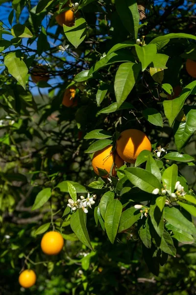 Вертикальный Снимок Спелых Лимонов Свисающих Дерева — стоковое фото