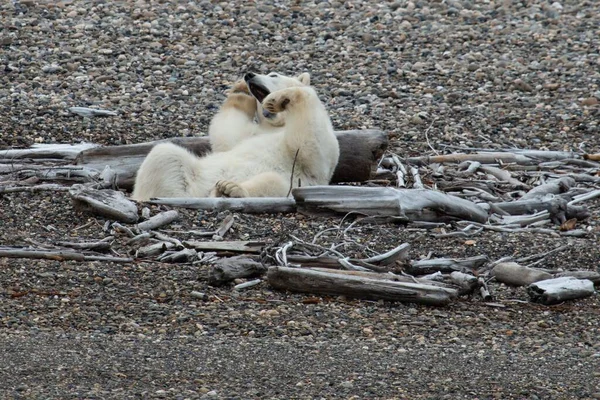 Крупный План Белого Медведя Лежащего Деревянном Бревне Скалистом Пляже — стоковое фото
