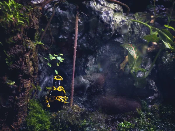 一种黄色条纹的有毒飞镖蛙 停在草地上 树上有植物和潮湿的树叶 — 图库照片