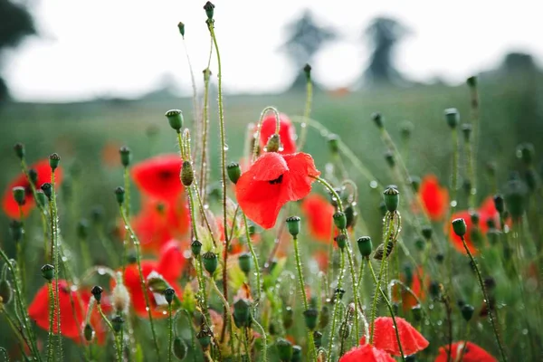 Scenic Locaties Het Verenigd Koninkrijk Poppy Fields Dew — Stockfoto