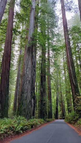 Tiro Vertical Baixo Ângulo Árvores Sequoia Costeiras Altas Sequoia Sempervirens — Fotografia de Stock