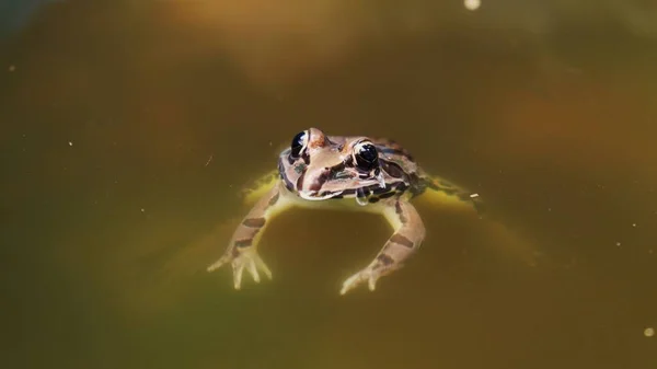 Primo Piano Rana Che Nuota Nell Acqua — Foto Stock