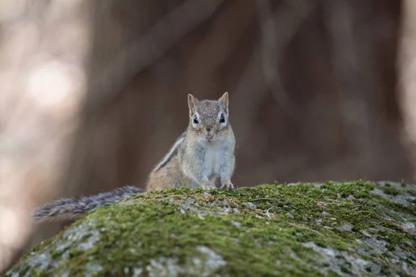 Selective Focus Chipmunk — Stock Photo, Image