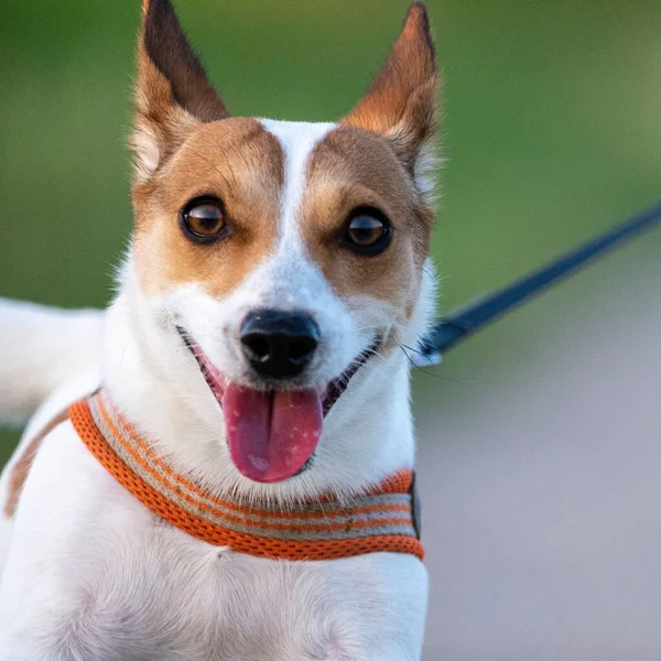 Närbild Söt Jack Russell Terrier Valp Med Krage Tittar Kamera — Stockfoto