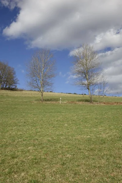 Eine Schöne Aufnahme Kahler Bäume Auf Einem Feld — Stockfoto