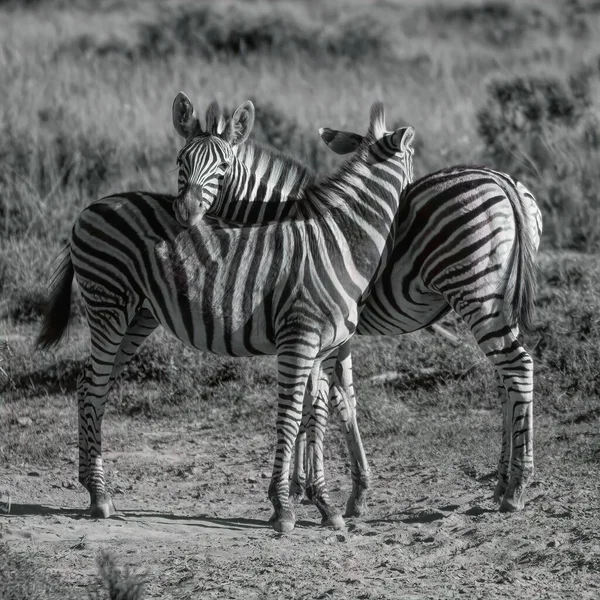 Grayscale Shot Two Hugging Zebras — Stock Photo, Image