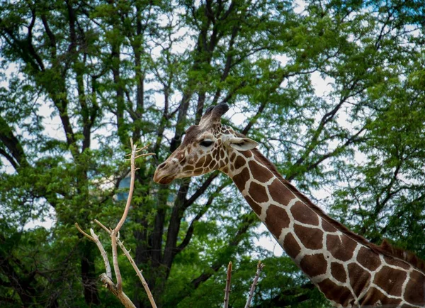 Une Girafe Girafe Recherche Nourriture — Photo